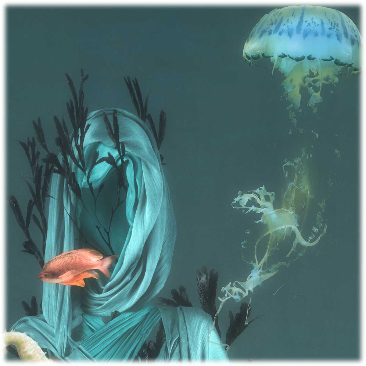 close up of underwater photoart featuring a jellyfish